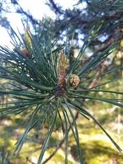Pinus