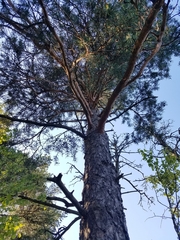 Pinus