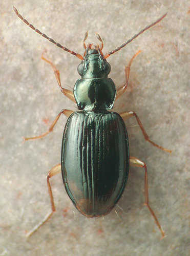 Iridescent Riverbank Ground Beetle