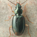 Bembidion iridescens - Photo (c) 
David R. Madison, some rights reserved (CC BY)