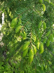Picea abies