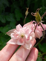 Aquilegia