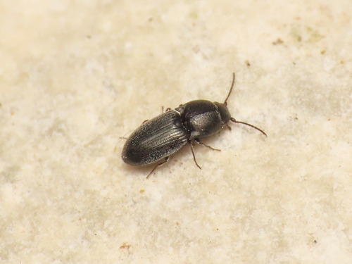 Zorochros meridionalis