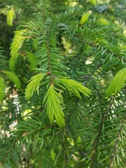 Picea abies