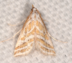 Leptosteges parthenialis