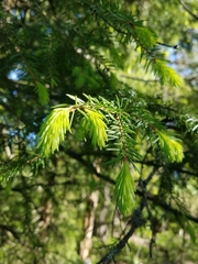 Picea abies