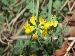 Coronilla minima