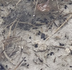 Rhinella marina