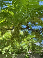 Gleditsia triacanthos