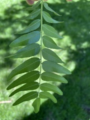 Gleditsia triacanthos