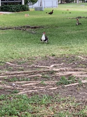 Cairina moschata domestica