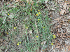 Coronilla minima