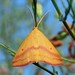Chickweed Geometer Moth - Photo (c) Royal Tyler, some rights reserved (CC BY-NC-SA), uploaded by Royal Tyler