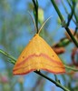 Chickweed Geometer Moth - Photo (c) Royal Tyler, some rights reserved (CC BY-NC-SA), uploaded by Royal Tyler