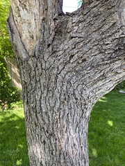 Gleditsia triacanthos