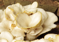 Pleurotus albidus