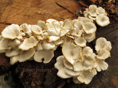 Pleurotus albidus