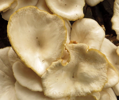 Pleurotus albidus