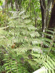 Cyathea petiolata