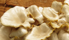 Pleurotus albidus
