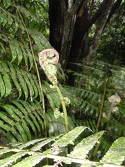 Cyathea petiolata