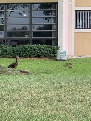 Cairina moschata domestica