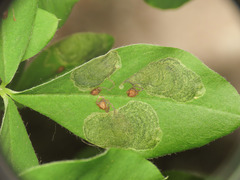 Leucoptera laburnella