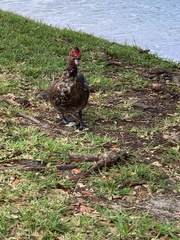 Cairina moschata domestica