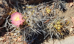 Austrocactus longicarpus