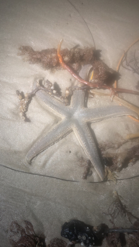 Gray Sea Star photographed in Texas