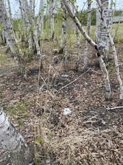 Calamagrostis purpurea