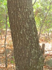 Albizia antunesiana