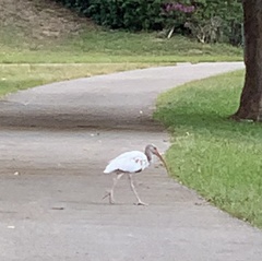 Eudocimus albus