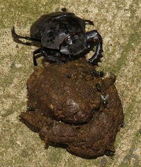 Onthophagini