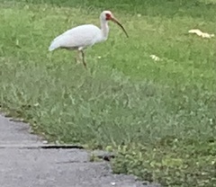 Eudocimus albus