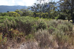 Liparia splendens splendens