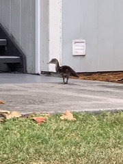 Cairina moschata domestica