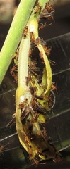 Diaphorina