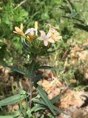 Collomia