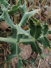 Eryngium campestre