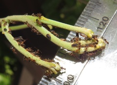 Diaphorina