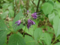 Hydrophyllum virginianum atranthum