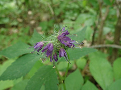 Hydrophyllum virginianum atranthum