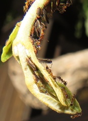 Diaphorina