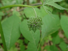 Hydrophyllum virginianum atranthum