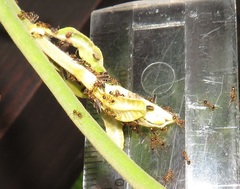 Diaphorina