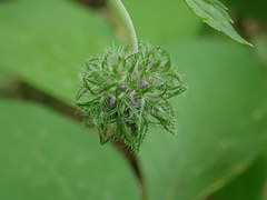 Hydrophyllum virginianum atranthum