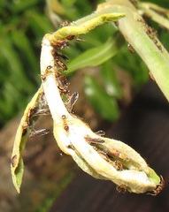 Diaphorina