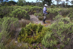 Serruria foeniculacea