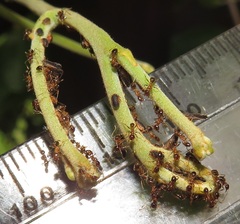 Diaphorina